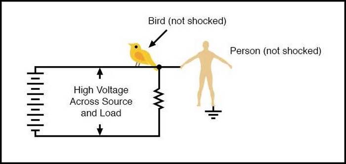 birds-shock