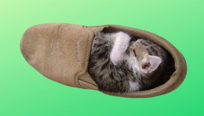 cat-on-shoe