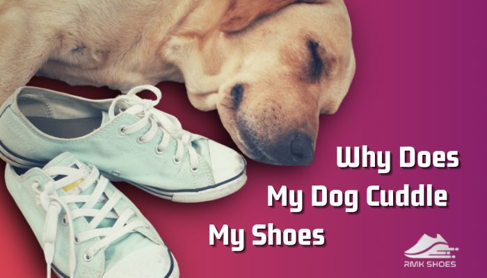 why-does-my-dog-cuddle-my-shoes
